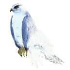 pet_hawk_0001_1.png