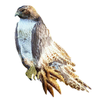 pet_hawk_0000_1.png