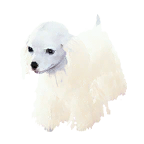 pet_dog_0049_1.png