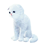 pet_cat_0082_1.png