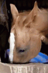 horse-horse-reaction.gif