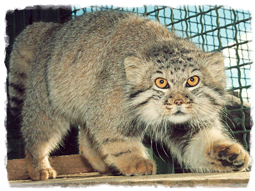 manul004.png